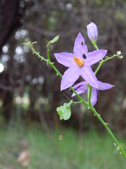 Solanum trilobatum