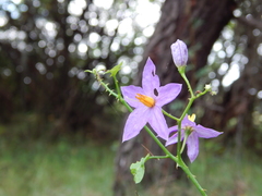 Solanum trilobatum