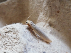 Eilema uniola