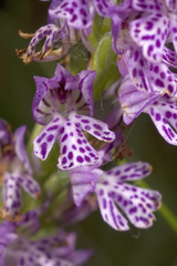 Neotinea tridentata tridentata