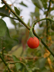 Solanum trilobatum