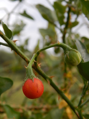 Solanum trilobatum