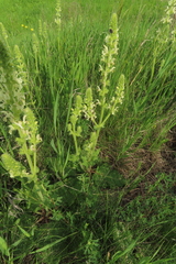 Salvia austriaca