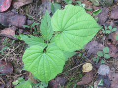 Dioscorea nipponica