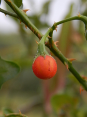 Solanum trilobatum