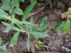 Brachydiplax farinosa