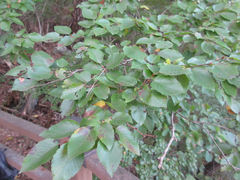 Carpinus turczaninovii