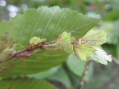 Carpinus turczaninovii