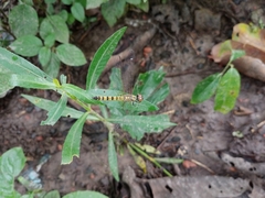 Brachydiplax farinosa