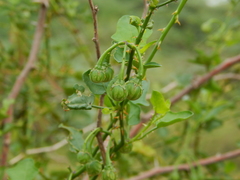 Solanum trilobatum