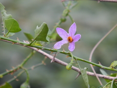 Solanum trilobatum