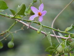 Solanum trilobatum