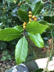 Ilex aquifolium