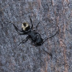 Polyrhachis erato