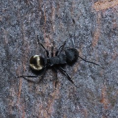 Polyrhachis erato