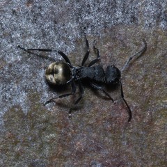 Polyrhachis erato