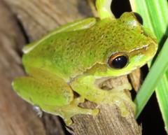 Ranoidea pearsoniana