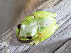 Ranoidea pearsoniana