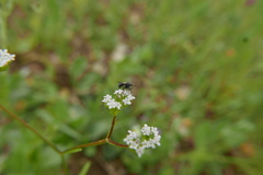 Thecophora atra