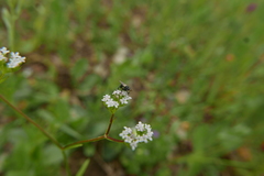 Thecophora atra
