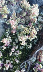 Crassula nemorosa