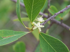 Erythroxylum monogynum