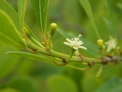 Erythroxylum monogynum