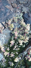 Crassula nemorosa