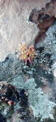 Crassula nemorosa