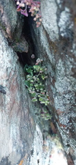 Crassula nemorosa