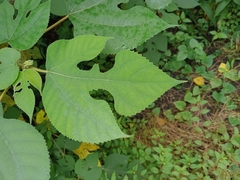 Broussonetia papyrifera