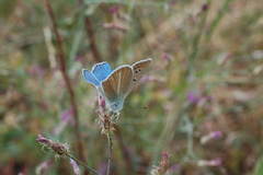 Polyommatus ninae