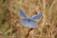 Polyommatus ninae