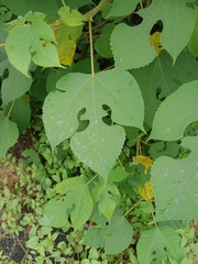 Broussonetia papyrifera