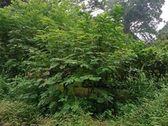 Broussonetia papyrifera