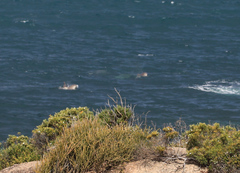 Delphininae