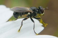 Thecophora atra