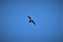 Falco peregrinus