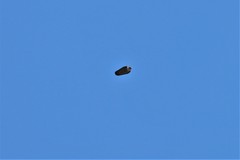 Falco peregrinus
