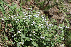 Scaevola albida