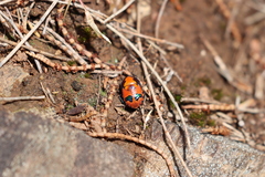 Choerocoris paganus