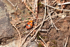 Choerocoris paganus