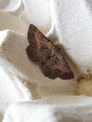 Selidosema pyrenaearia