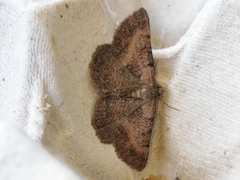 Selidosema pyrenaearia