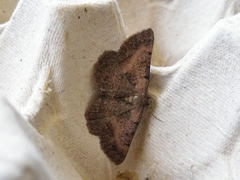 Selidosema pyrenaearia