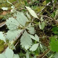 Eleutherococcus cissifolius