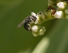 Hylaeus strenuus