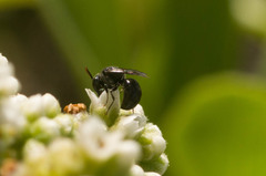 Hylaeus anthracinus