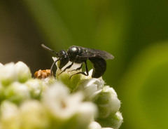 Hylaeus anthracinus