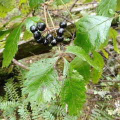 Eleutherococcus cissifolius